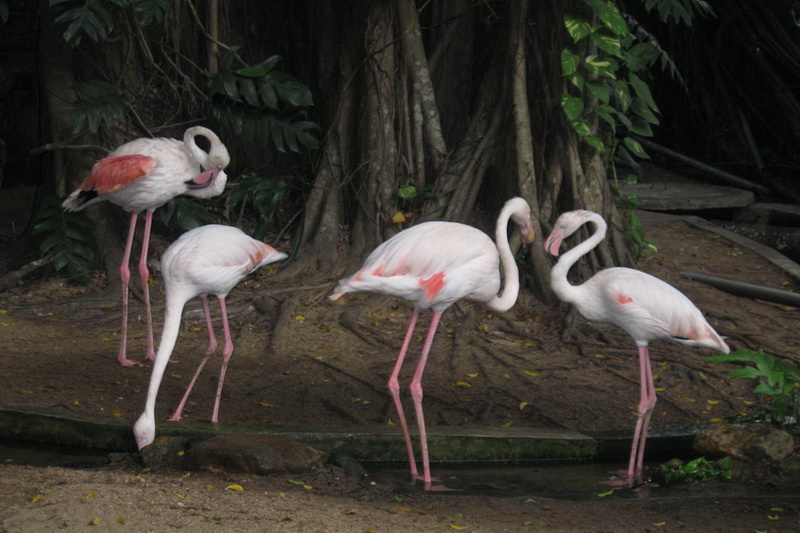 Sri Lanka, Colombo, Dehiwala Zoo